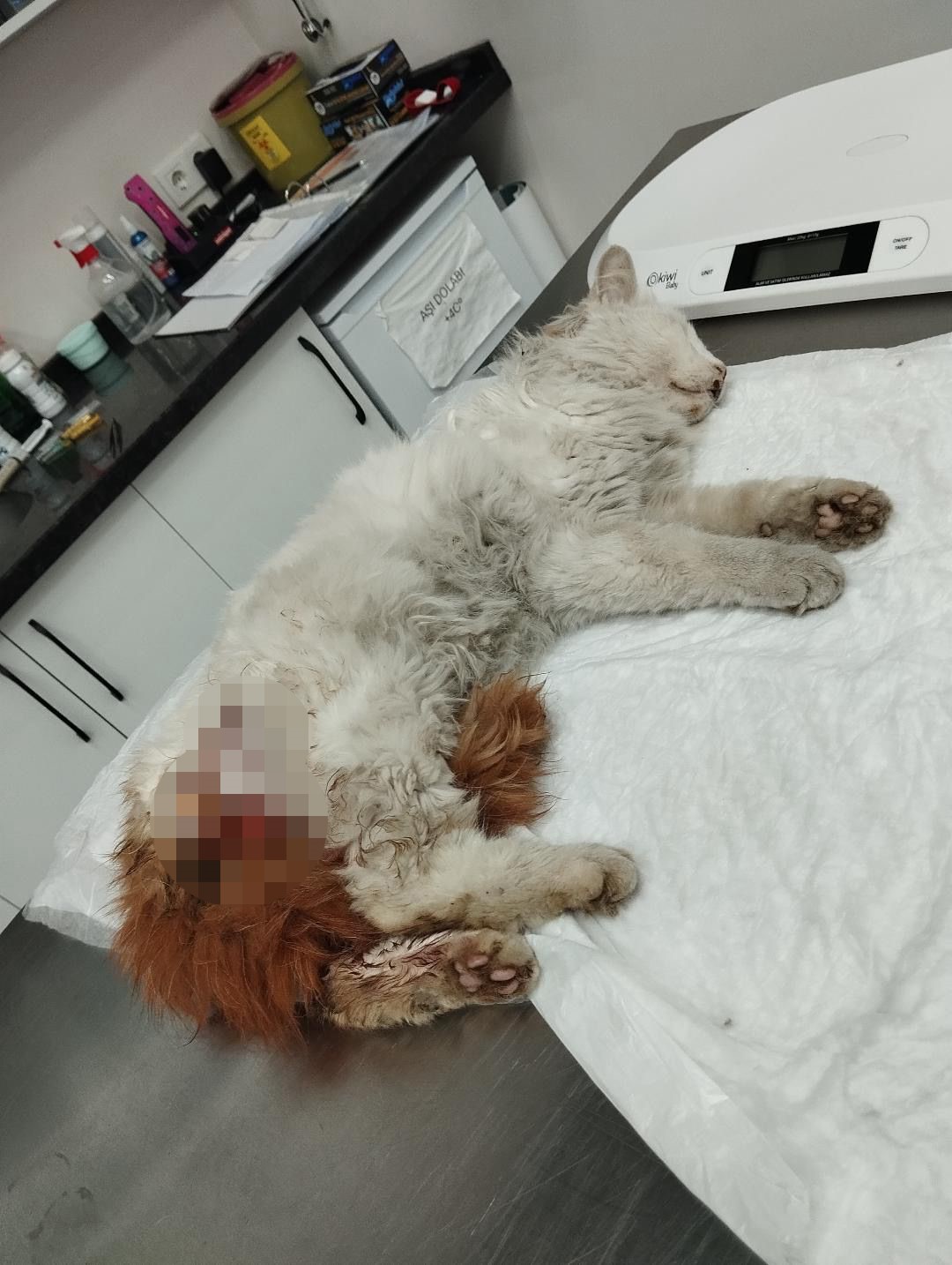 Başakşehir’de başıboş köpeklerin saldırdığı kedi öldü
