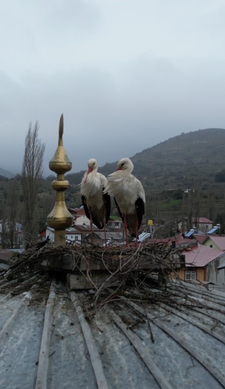 Başçiftlik’te leylekler 25 yıl sonra geri döndü
