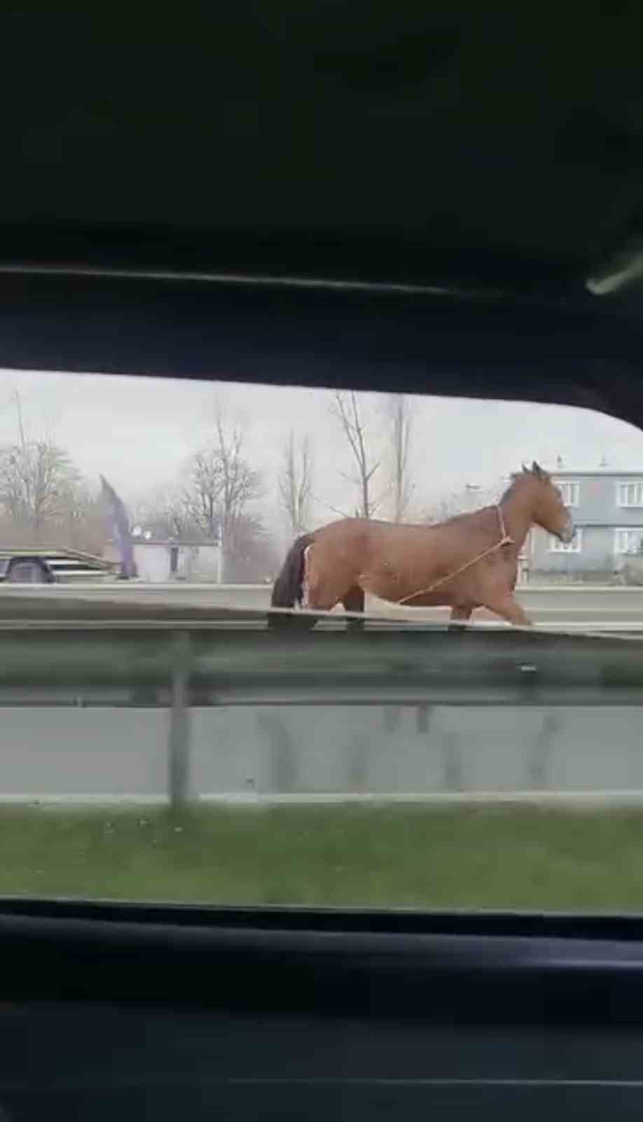 Başıboş at trafikte tehlike saçtı
