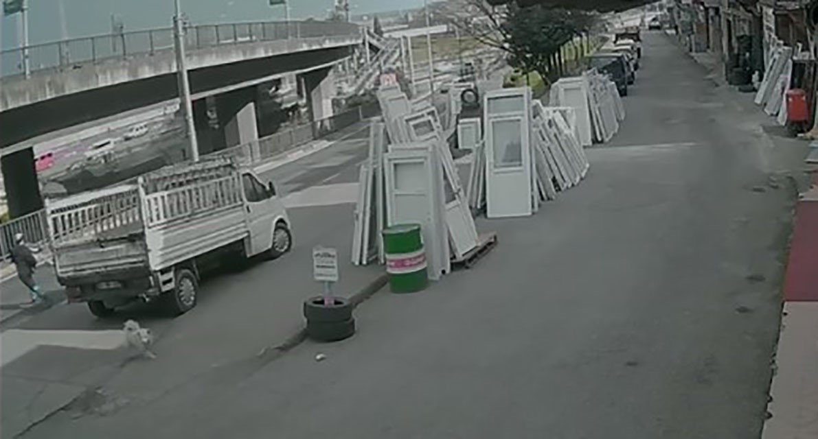 Başıboş köpekler tehlike saçıyor
