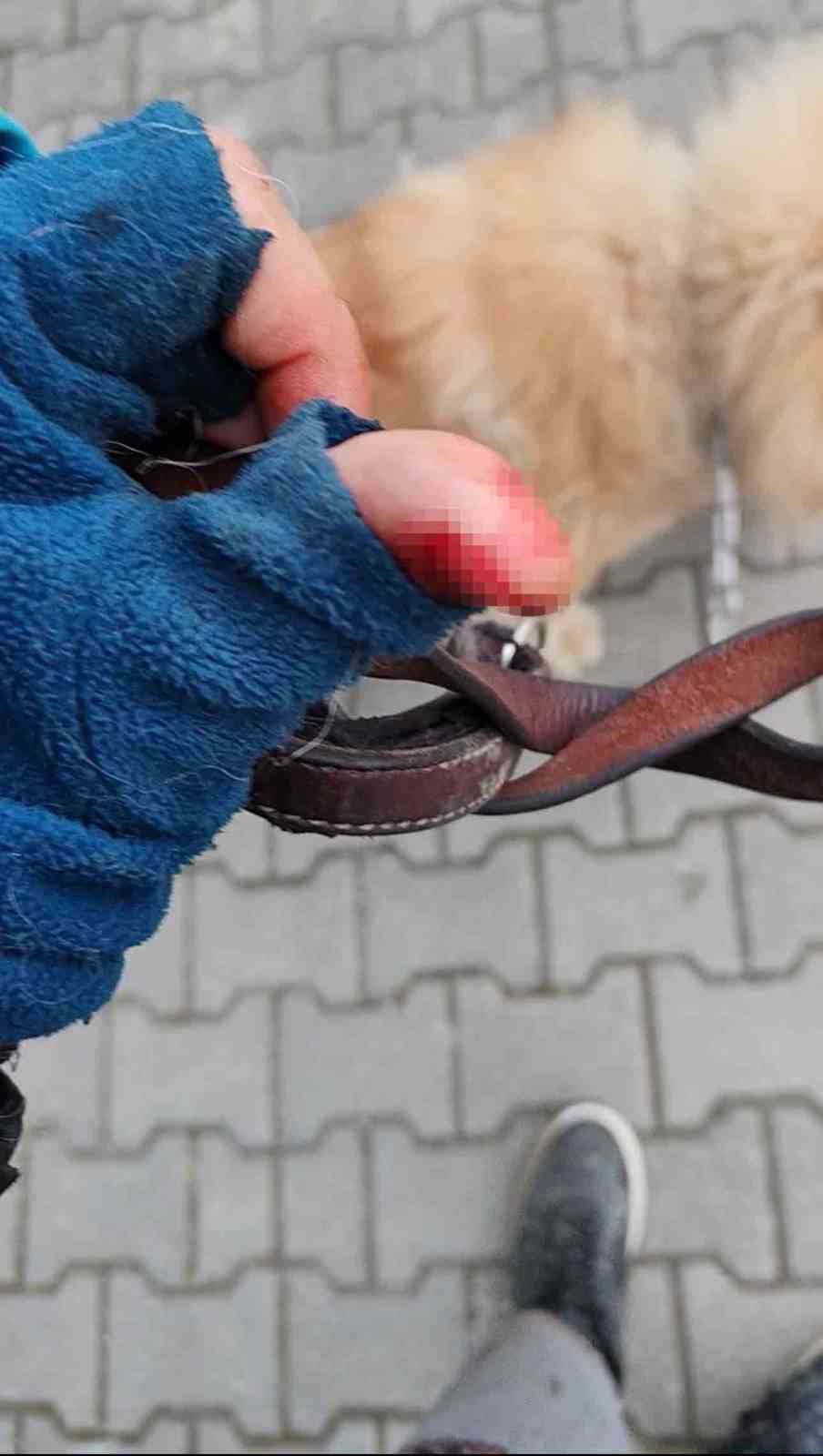 Başıboş pitbull, vatandaş ile köpeğine dehşeti yaşattı
