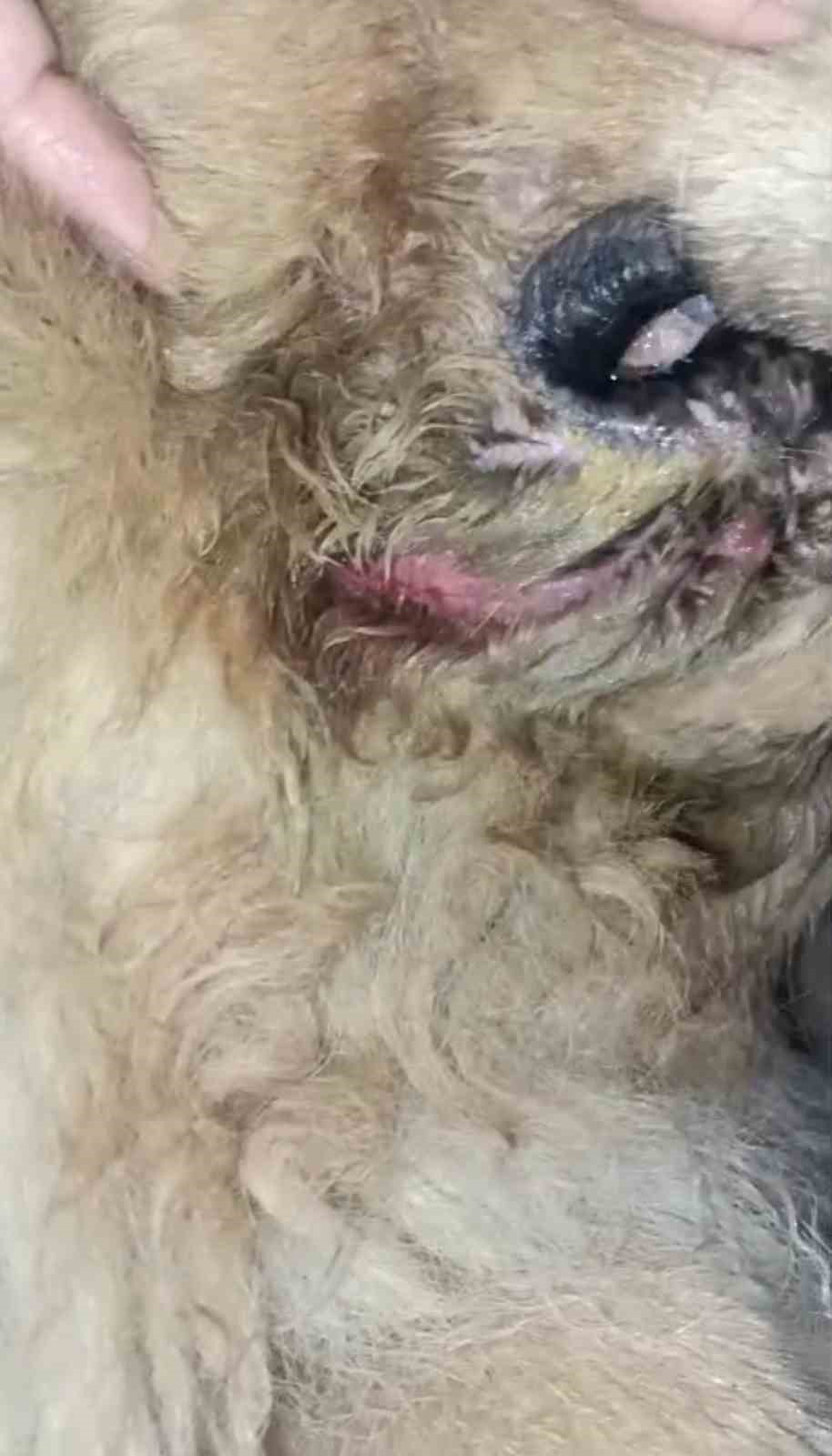 Başıboş pitbull, vatandaş ile köpeğine dehşeti yaşattı
