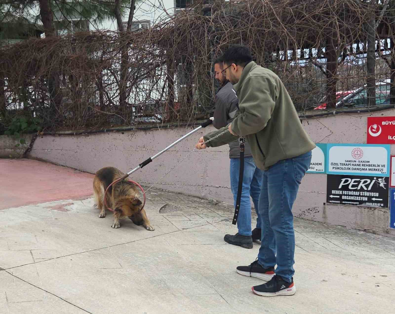 Başıboş sokak köpekleri toplanarak barınağa götürüldü
