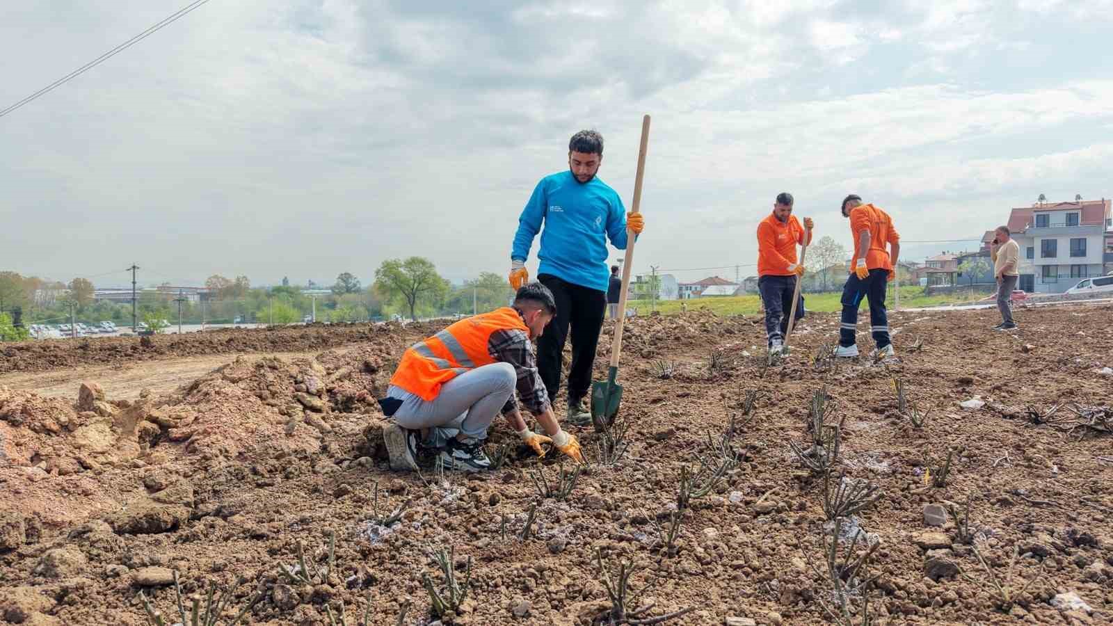 Başiskele’de 15 bin gül fidanı toprakla buluşuyor
