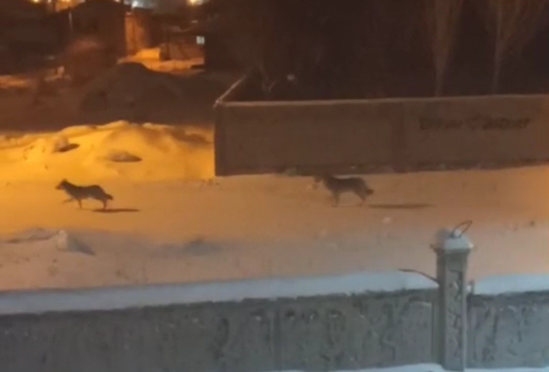 Başkale’de aç kalan kurtlar ilçeye indi
