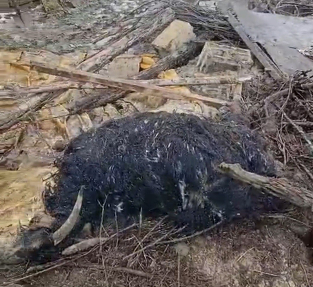 Başkale’de ahır çöktü: 20 küçükbaş hayvan göçük altında kaldı
