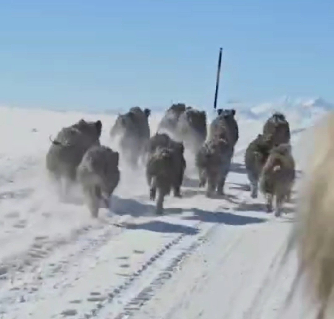 Başkale’de domuz sürüsü görüntülendi
