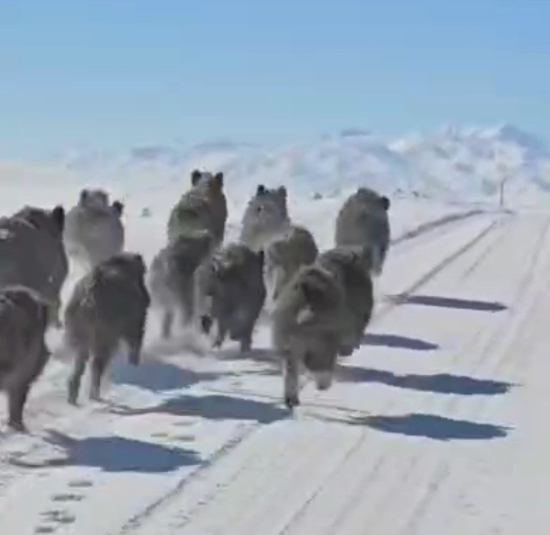 Başkale’de domuz sürüsü görüntülendi
