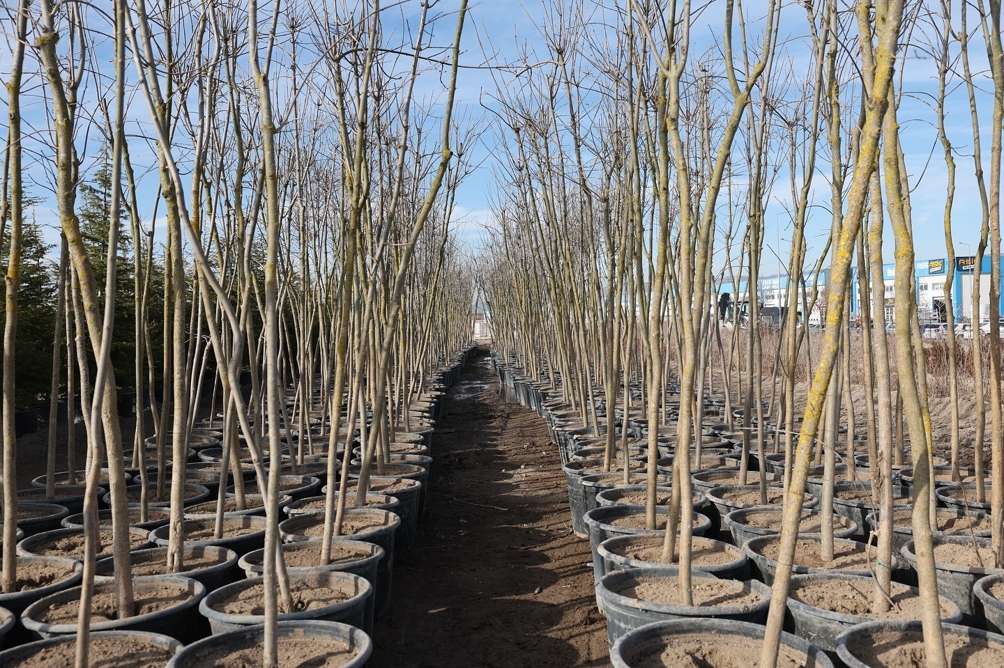 Başkan Çolakbayrakdar: "Şehrin yeşil geleceğini Kocasinan’da inşa ediyoruz"

