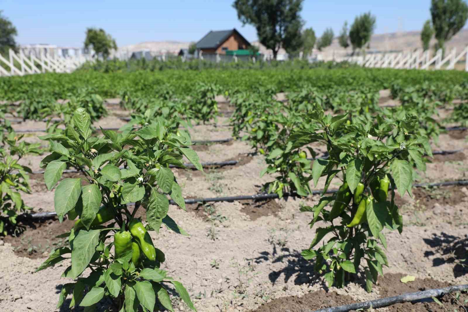 Başkan Çolakbayrakdar: "Toprağımıza bereket, çiftçimize yeni kazanç kapısı açıyoruz"
