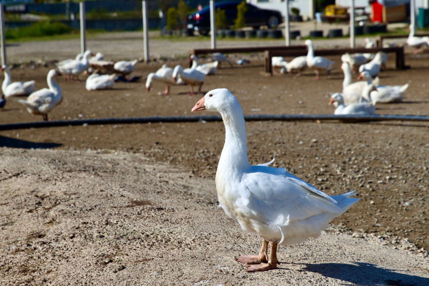 Başkan Güler: "Ordumuza yeni bir sektör hazırlıyoruz"
