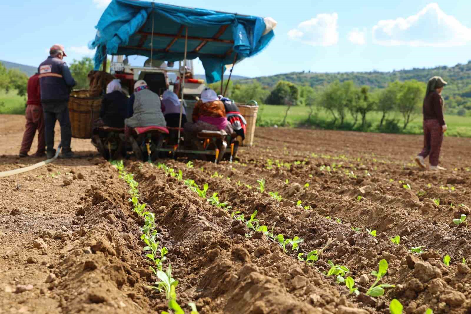 Başkan Tatık’tan tütün firmalarına ’Alım takvimi açıklayın’ çağrısı
