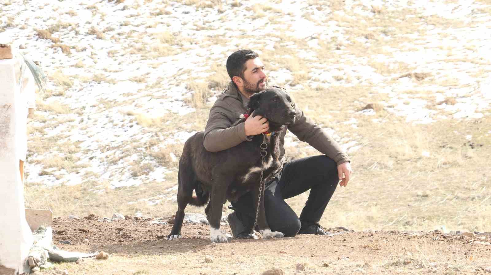 Başkentin siyah bekçileri: Haymana Karası
