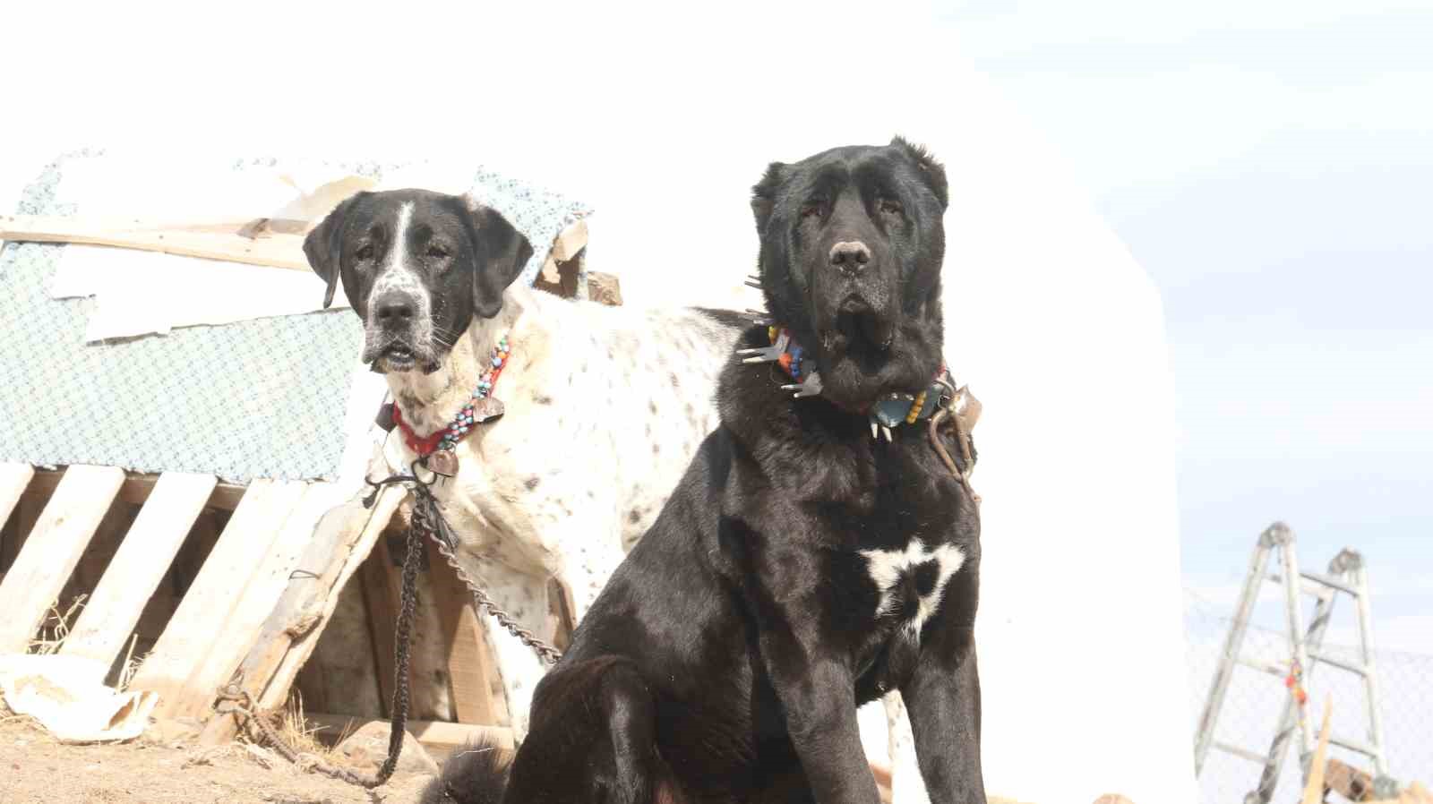 Başkentin siyah bekçileri: Haymana Karası
