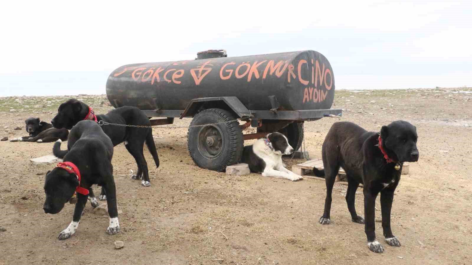 Başkentin siyah bekçileri: Haymana Karası
