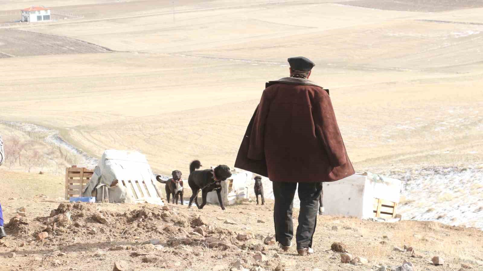 Başkentin siyah bekçileri: Haymana Karası
