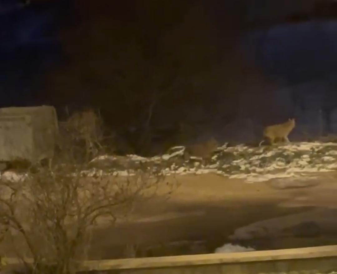 Başkentte kurt sürüsü görüldü
