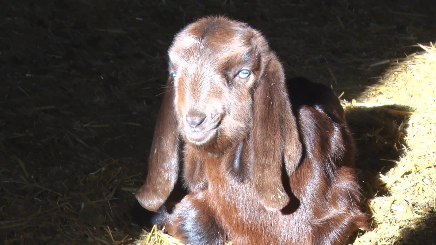 Başkent’te kuzuların anneleriyle buluşma anı dronla görüntülendi
