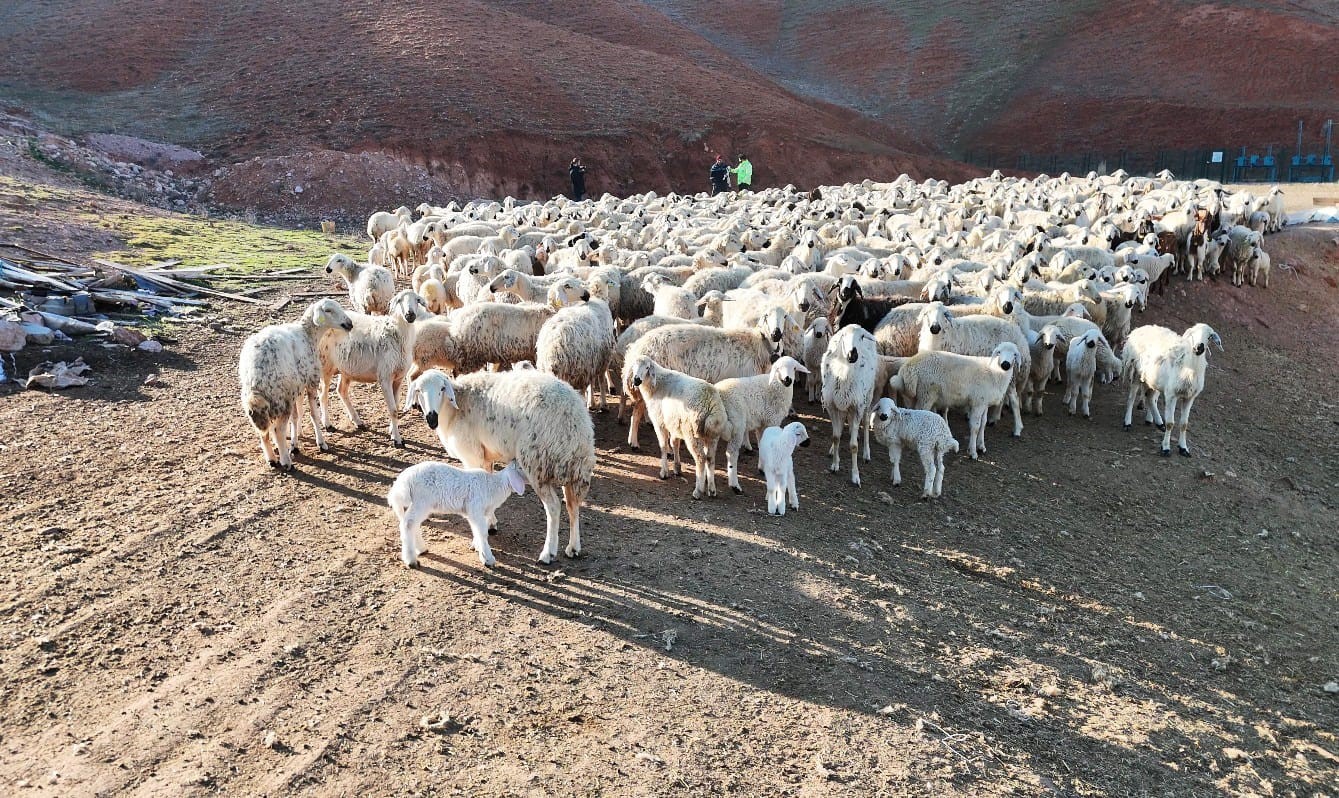 Başkent’te kuzuların anneleriyle buluşma anı dronla görüntülendi
