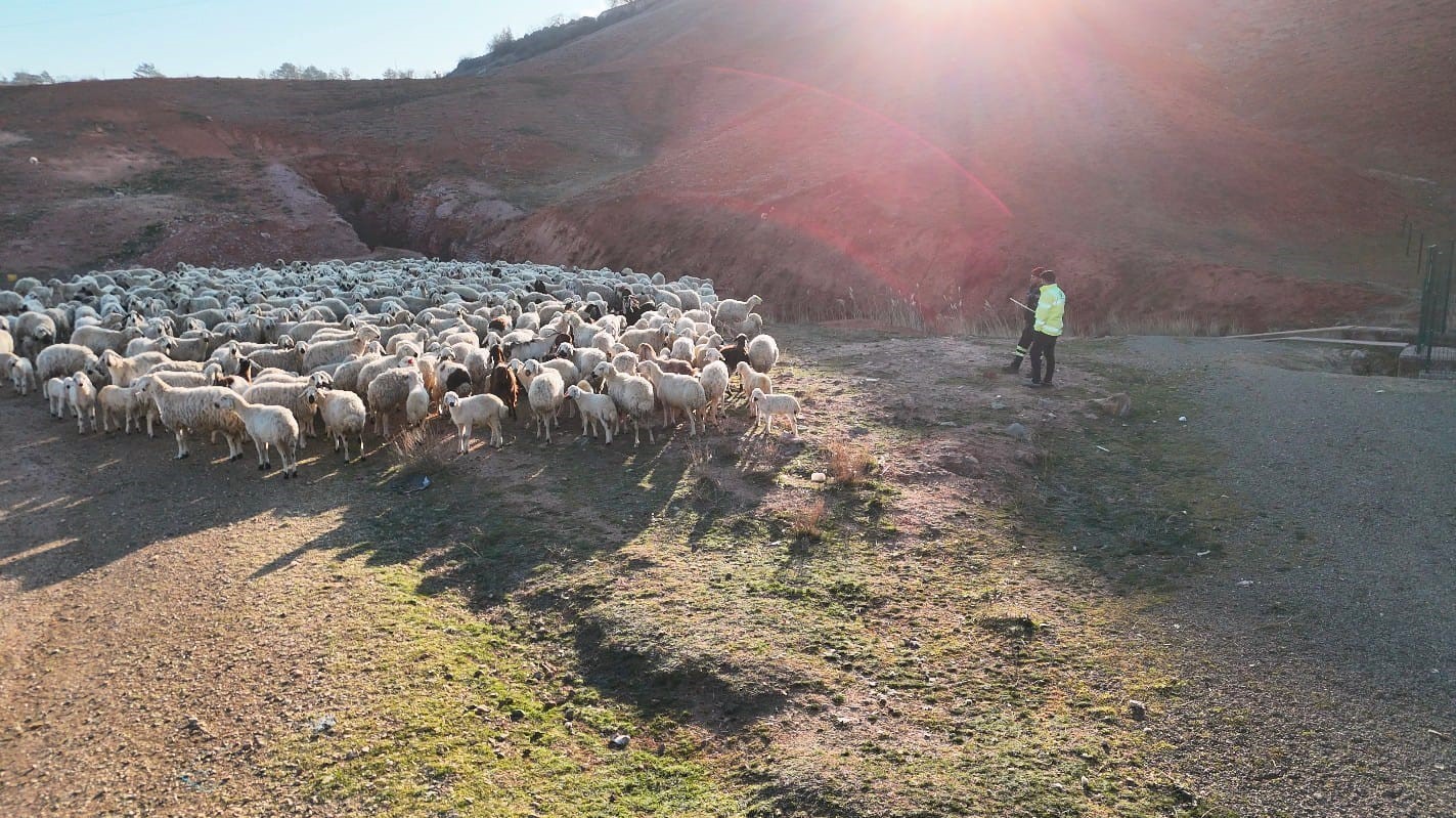 Başkent’te kuzuların anneleriyle buluşma anı dronla görüntülendi

