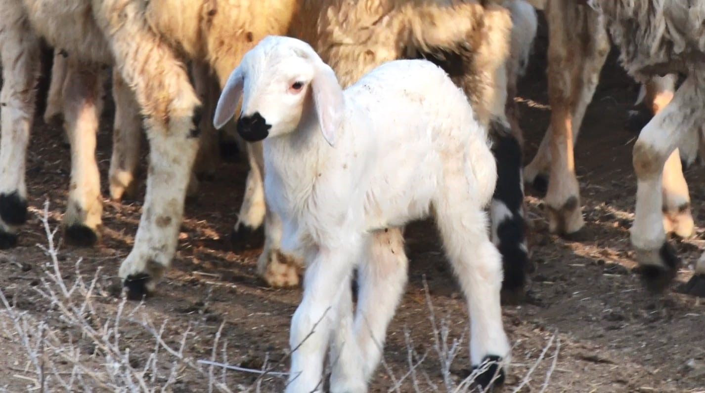 Başkent’te kuzuların anneleriyle buluşma anı dronla görüntülendi
