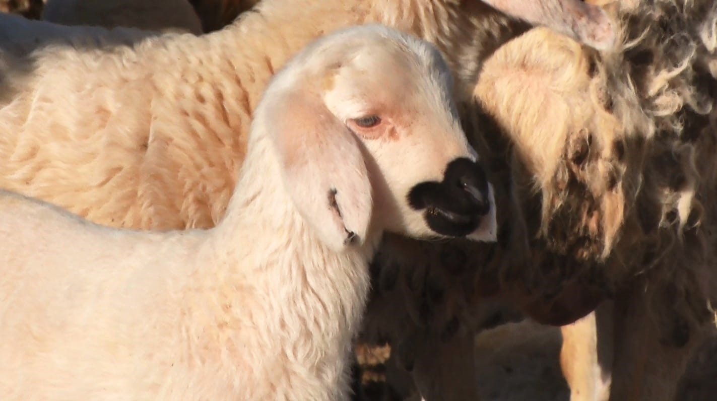 Başkent’te kuzuların anneleriyle buluşma anı dronla görüntülendi
