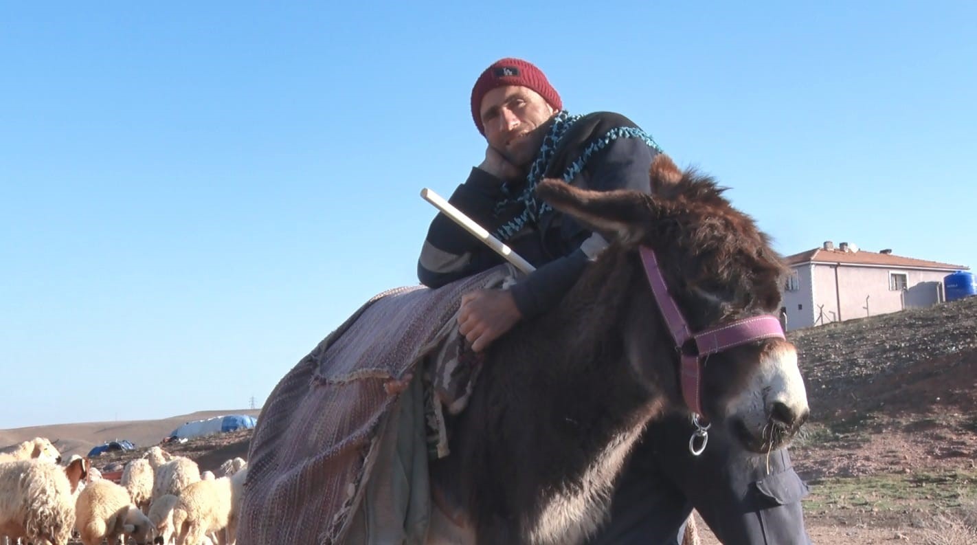 Başkent’te kuzuların anneleriyle buluşma anı dronla görüntülendi

