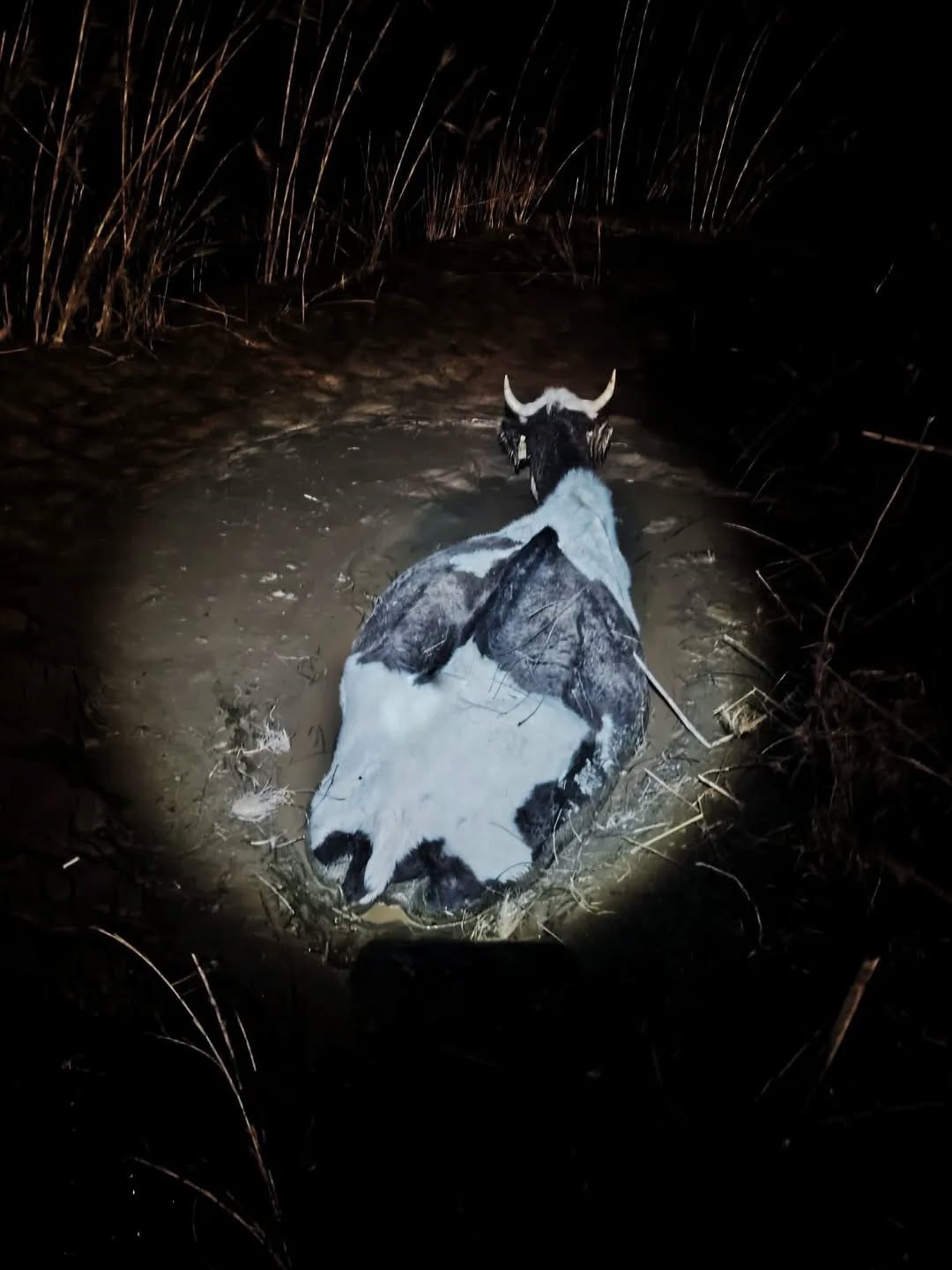 Bataklığa saplanan hayvan kurtarıldı
