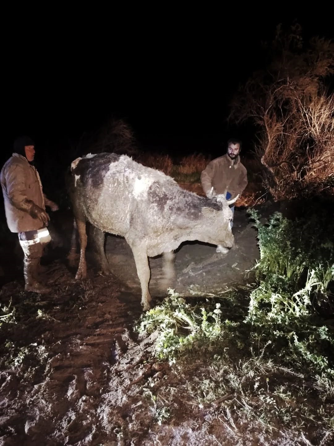 Bataklığa saplanan hayvan kurtarıldı
