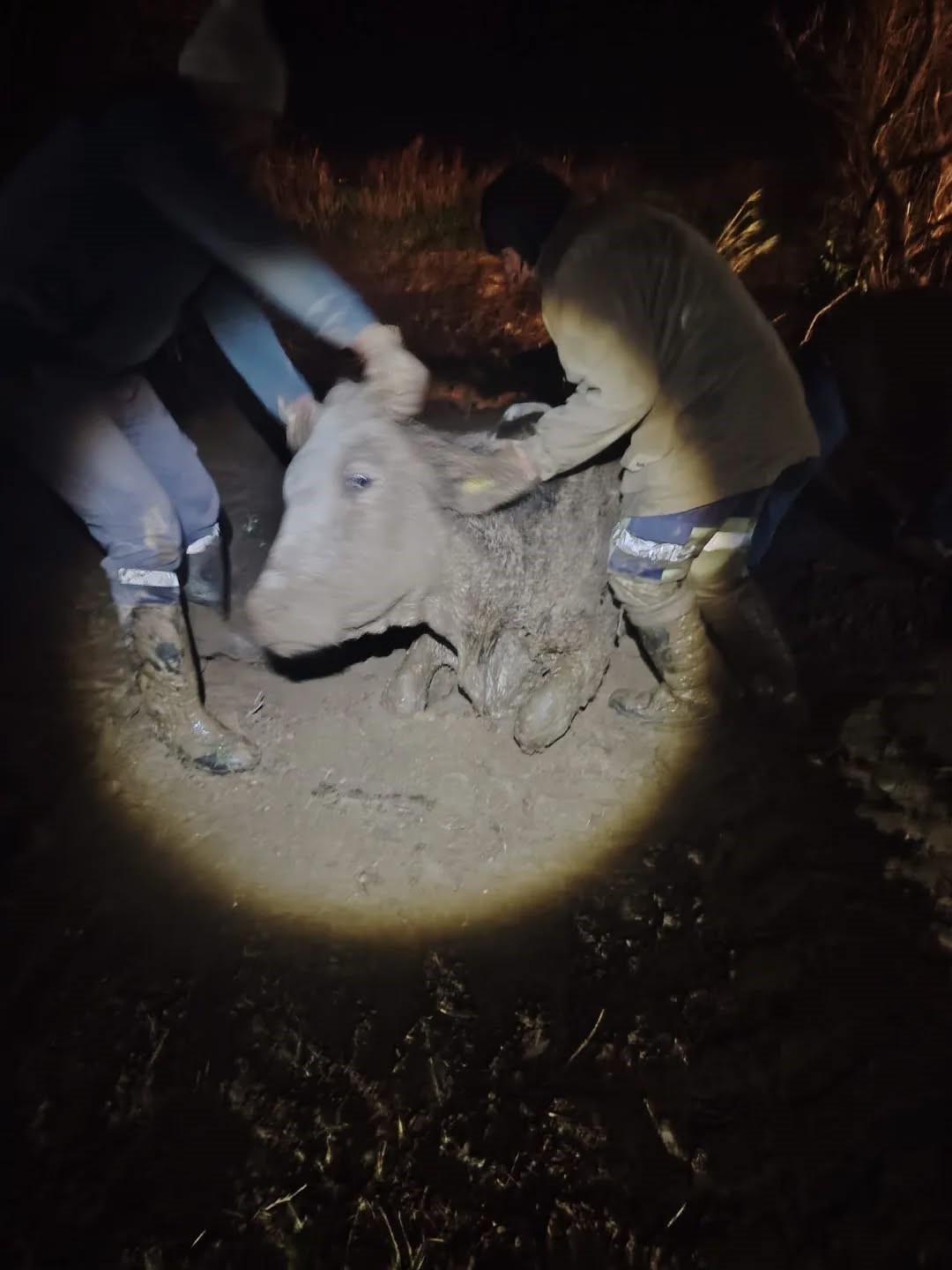 Bataklığa saplanan hayvan kurtarıldı
