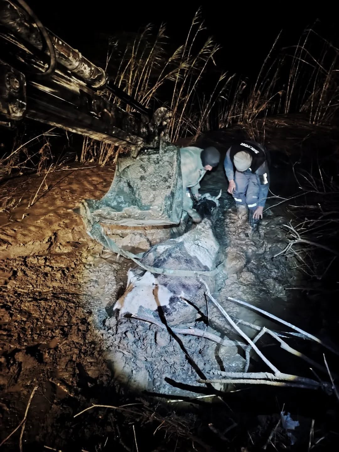 Bataklığa saplanan hayvan kurtarıldı
