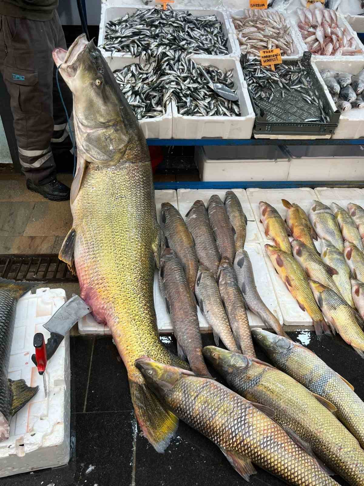 Batman’da 120 kiloluk dev turna balığı görenleri hayrete düşürdü
