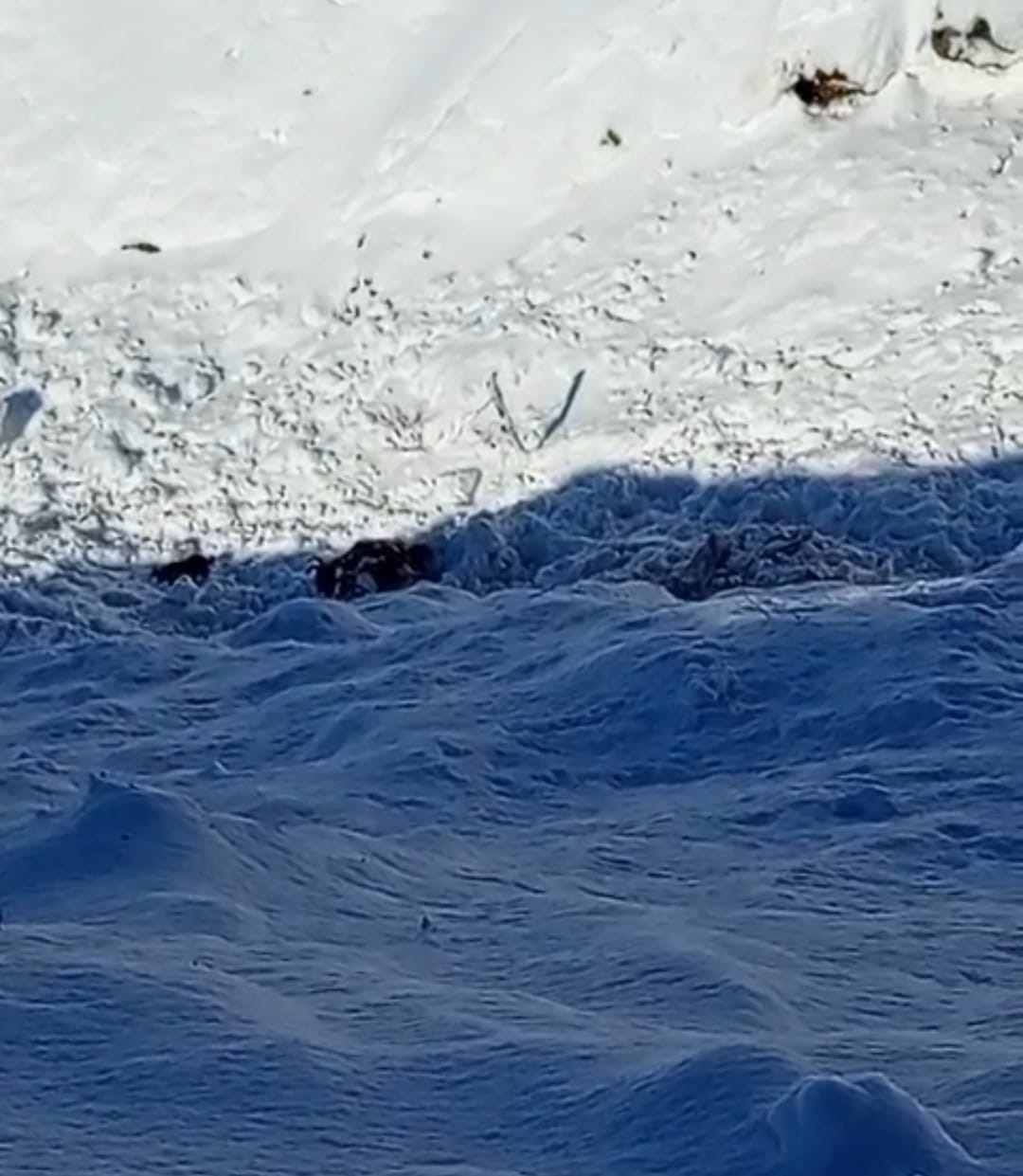 Batman’da ağıla çığ düştü: 45 küçükbaş hayvan telef oldu
