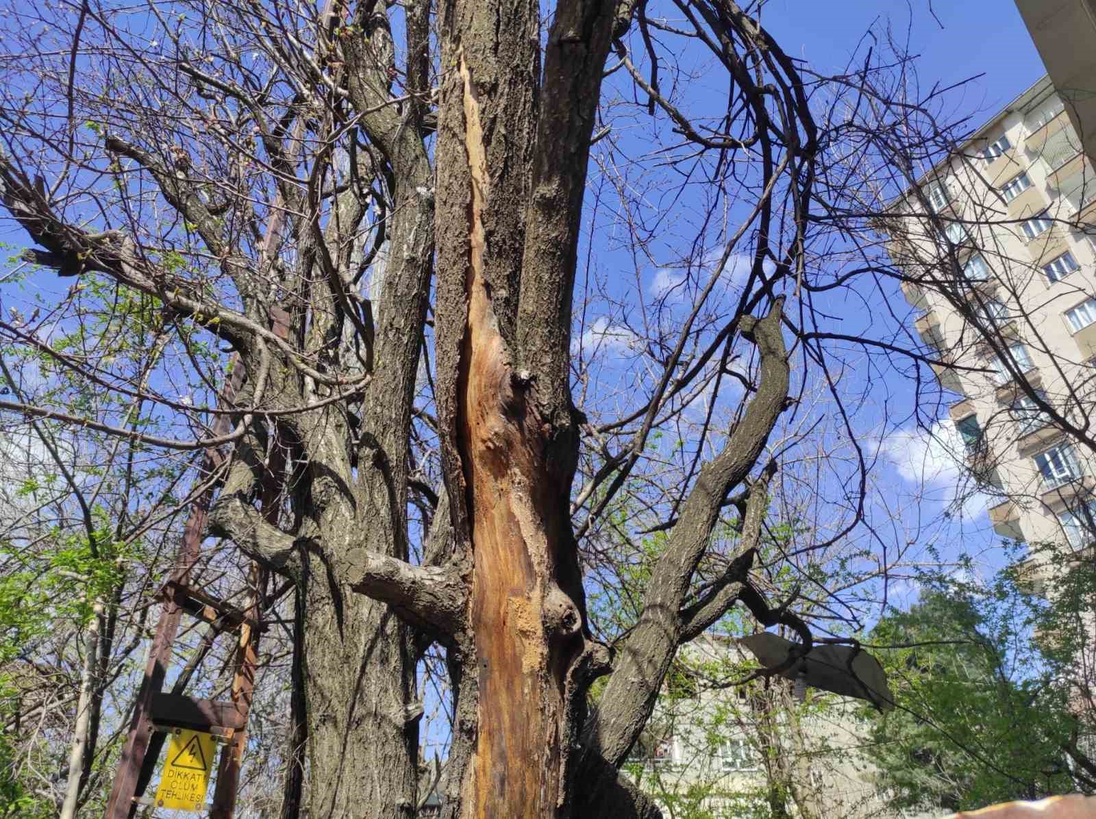 Batman’da ani hava değişimleri meyve bahçelerini vurdu

