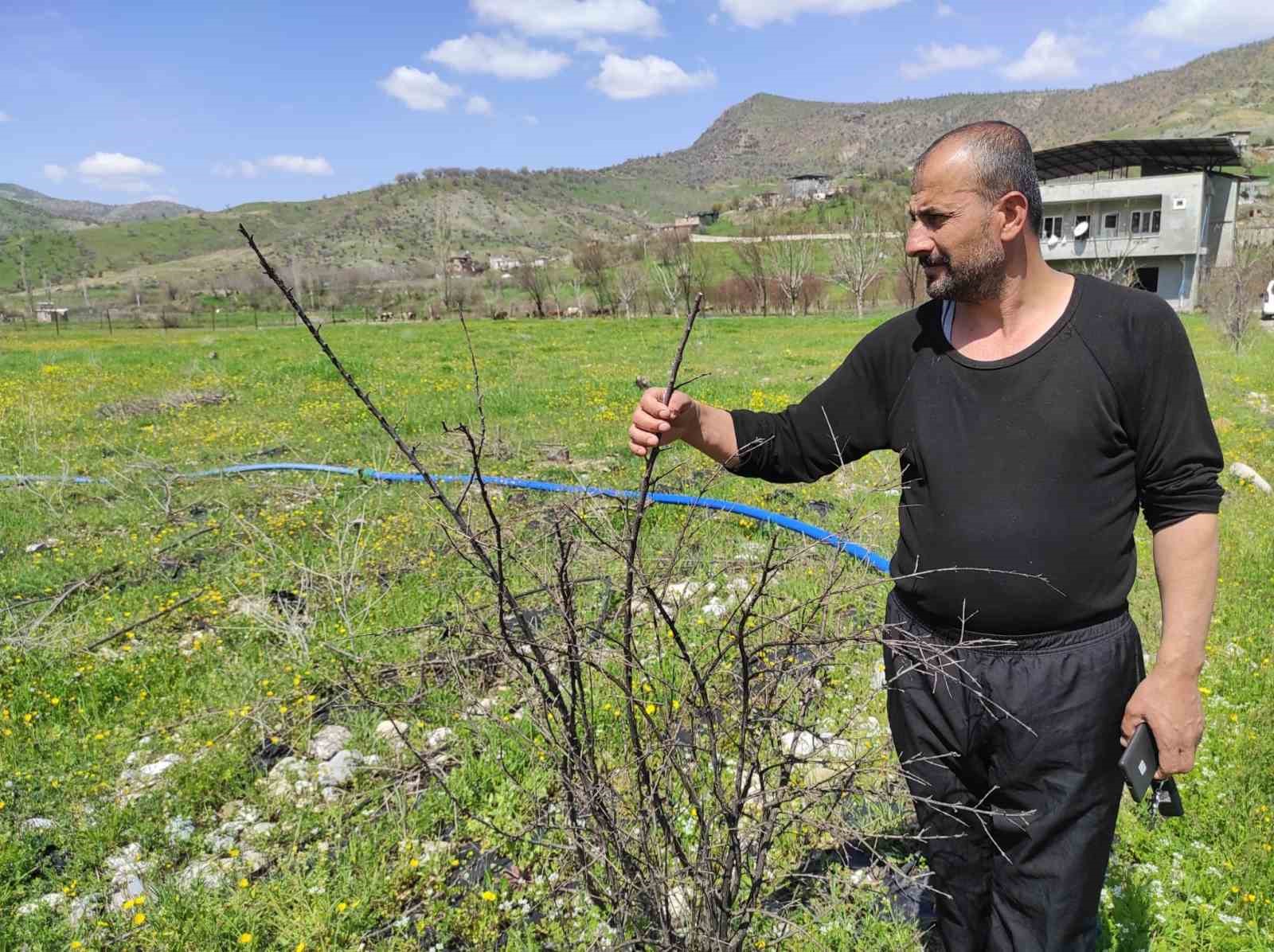 Batman’da ani hava değişimleri meyve bahçelerini vurdu
