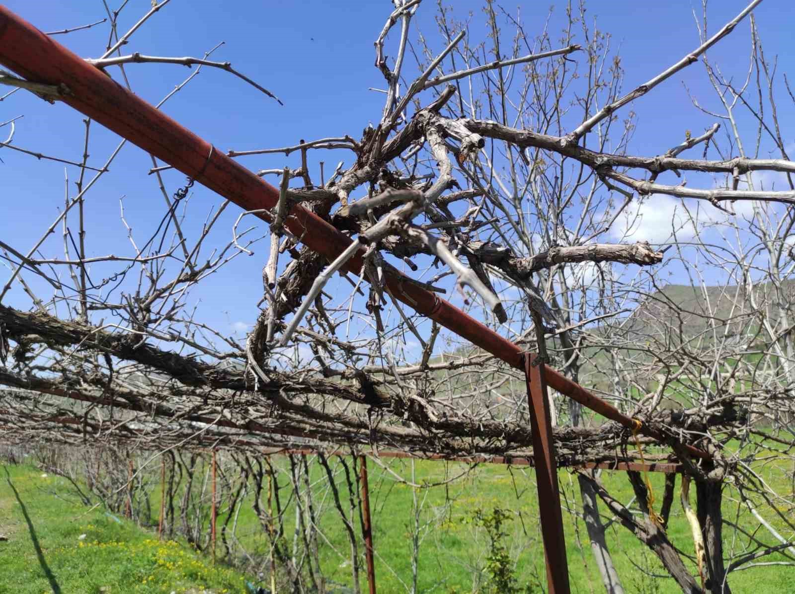 Batman’da ani hava değişimleri meyve bahçelerini vurdu
