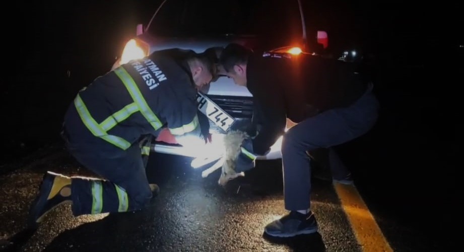 Batman’da çarpma sonucu aracın tamponuna sıkışan tilki kurtarıldı
