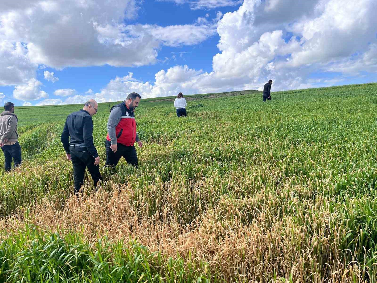 Batman’da çiftçilere ’yanlış ilaçlama’ uyarısı
