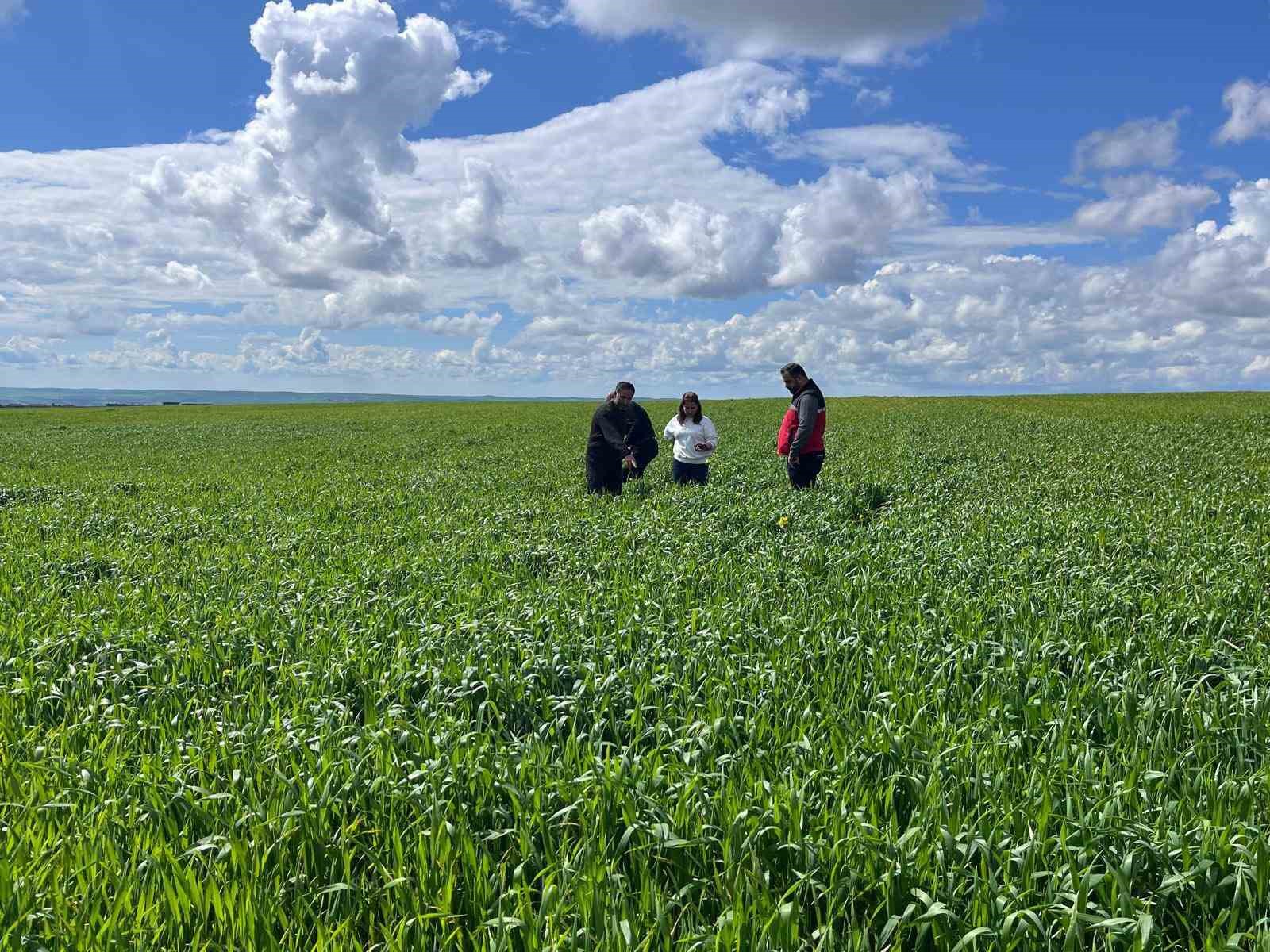 Batman’da çiftçilere ’yanlış ilaçlama’ uyarısı
