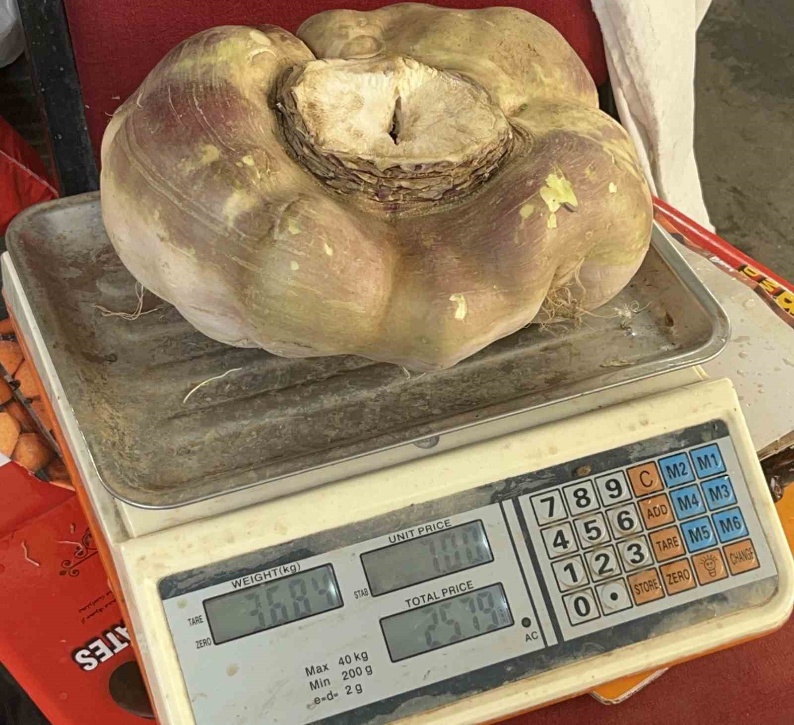 Batman’da dev turp görenleri şaşırttı
