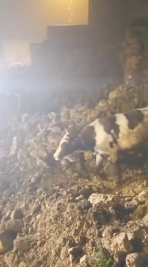 Batman’da fırtınada 2 katlı taş bina çöktü: Enkaz altında kalan 5 büyükbaş hayvan kurtarıldı
