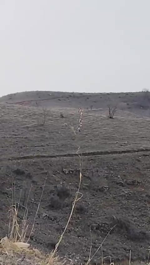 Batman’da nesli tükenme tehlikesinde olan dağ keçileri görüntülendi
