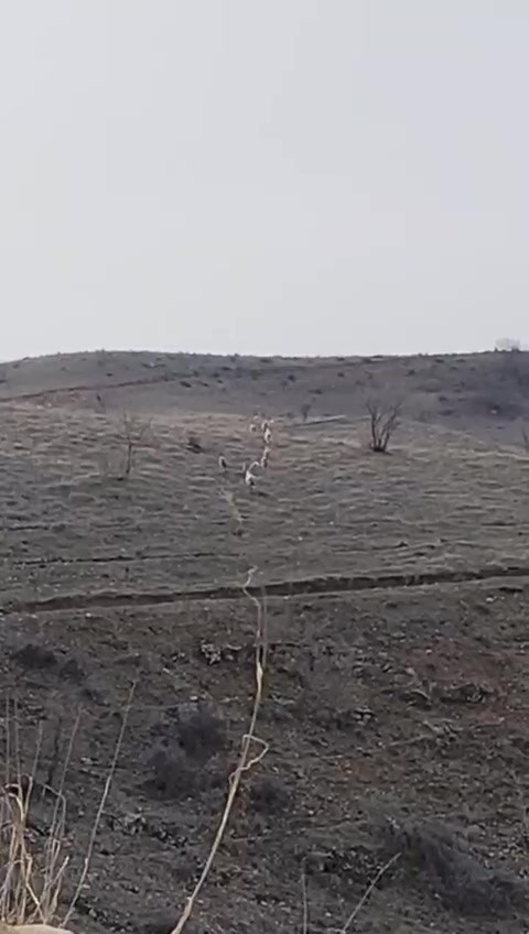 Batman’da nesli tükenme tehlikesinde olan dağ keçileri görüntülendi
