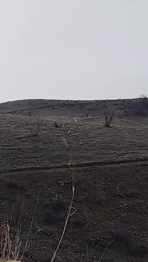 Batman’da nesli tükenme tehlikesinde olan dağ keçileri görüntülendi
