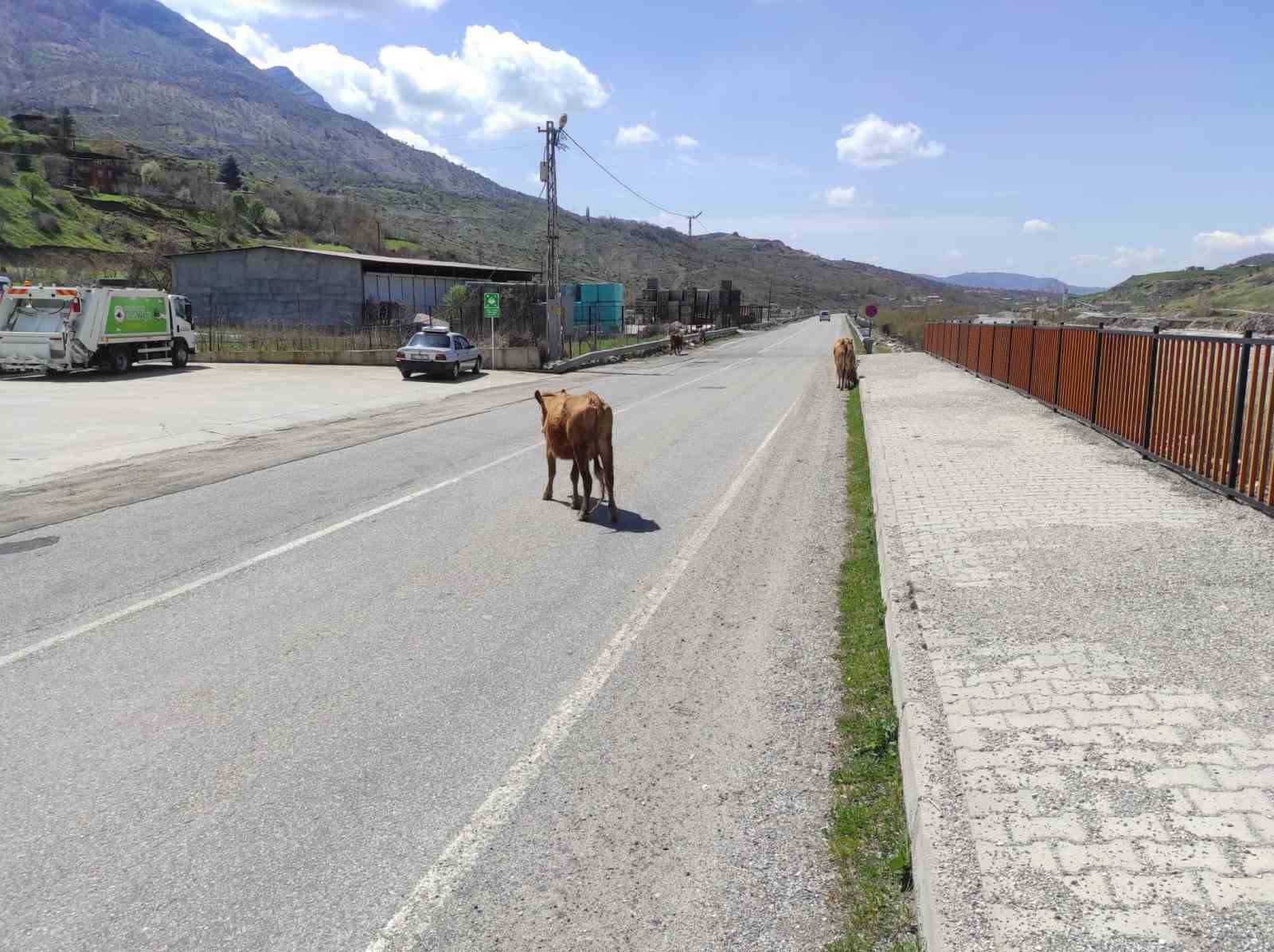 Batman’da yola çıkan büyükbaş hayvanlar sürücülere zor anlar yaşatıyor
