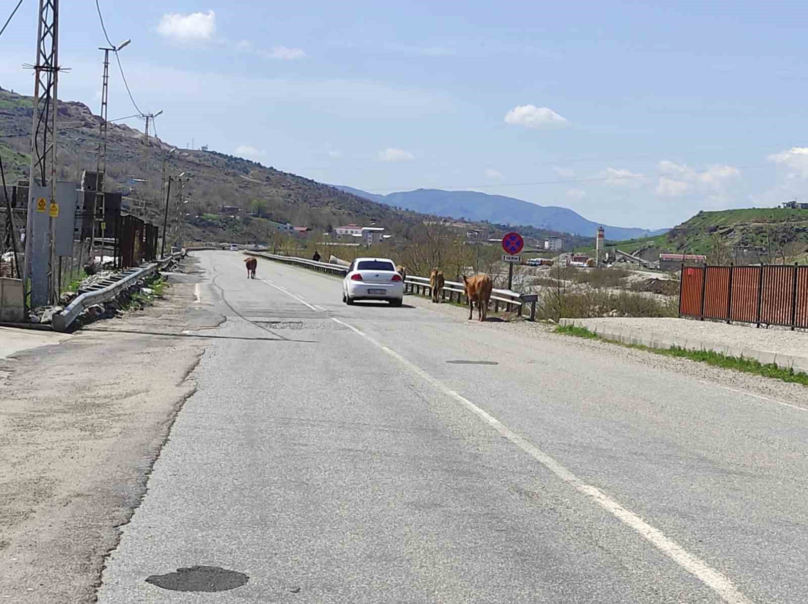 Batman’da yola çıkan büyükbaş hayvanlar sürücülere zor anlar yaşatıyor
