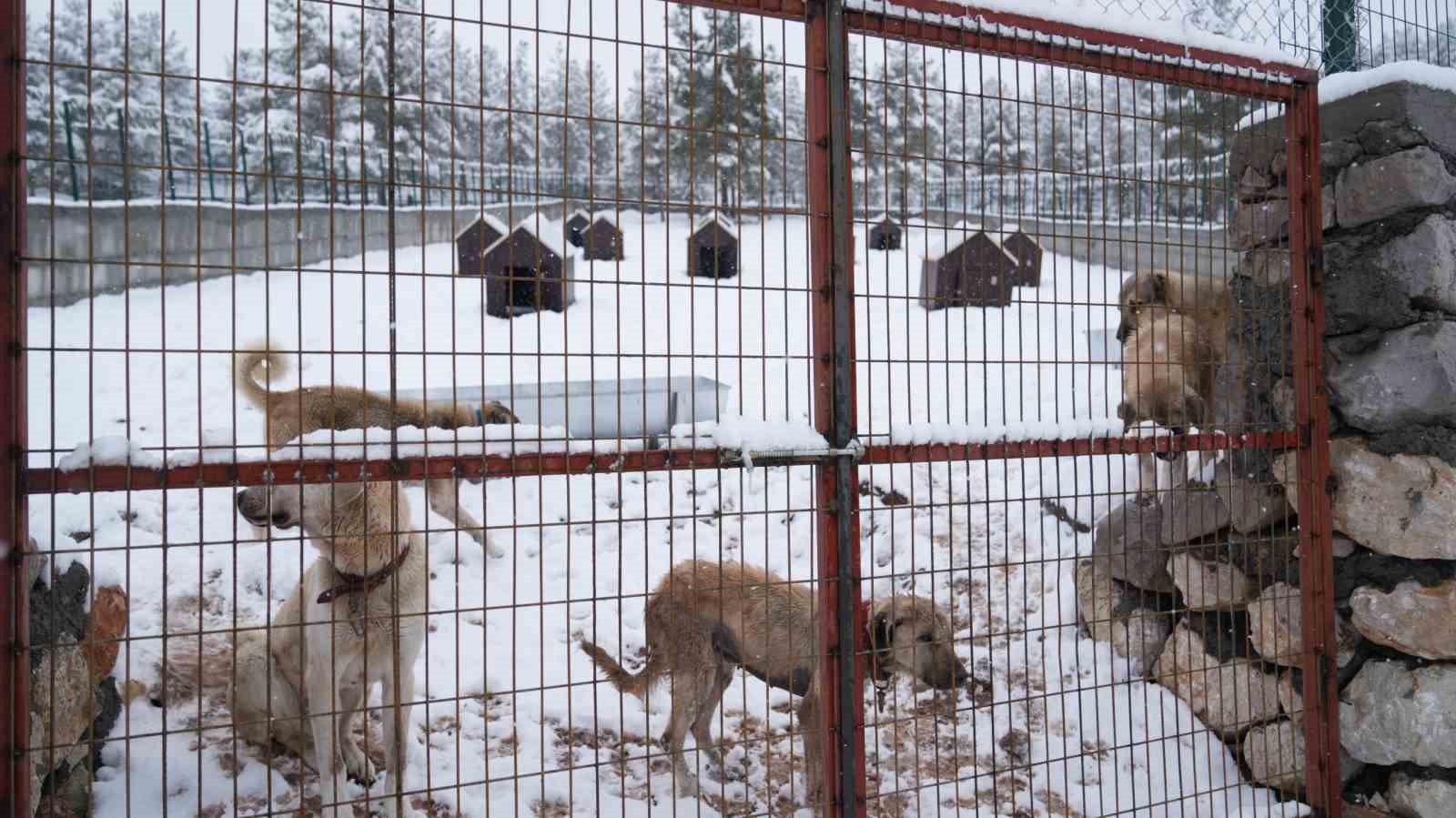 Battalgazi’de Malatya’nın ikinci hayvan barınağı hizmete başladı

