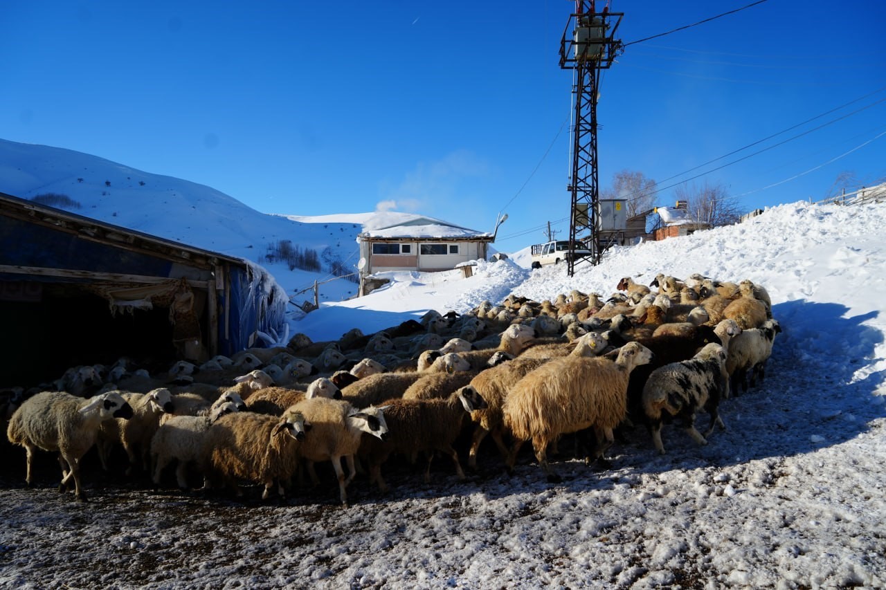 Bayburtlu besici zorlu kış şartlarına rağmen 140 hayvanını sevgiyle büyütüyor
