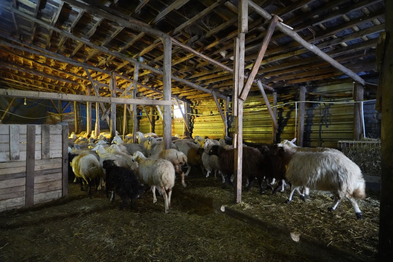 Bayburtlu besici zorlu kış şartlarına rağmen 140 hayvanını sevgiyle büyütüyor
