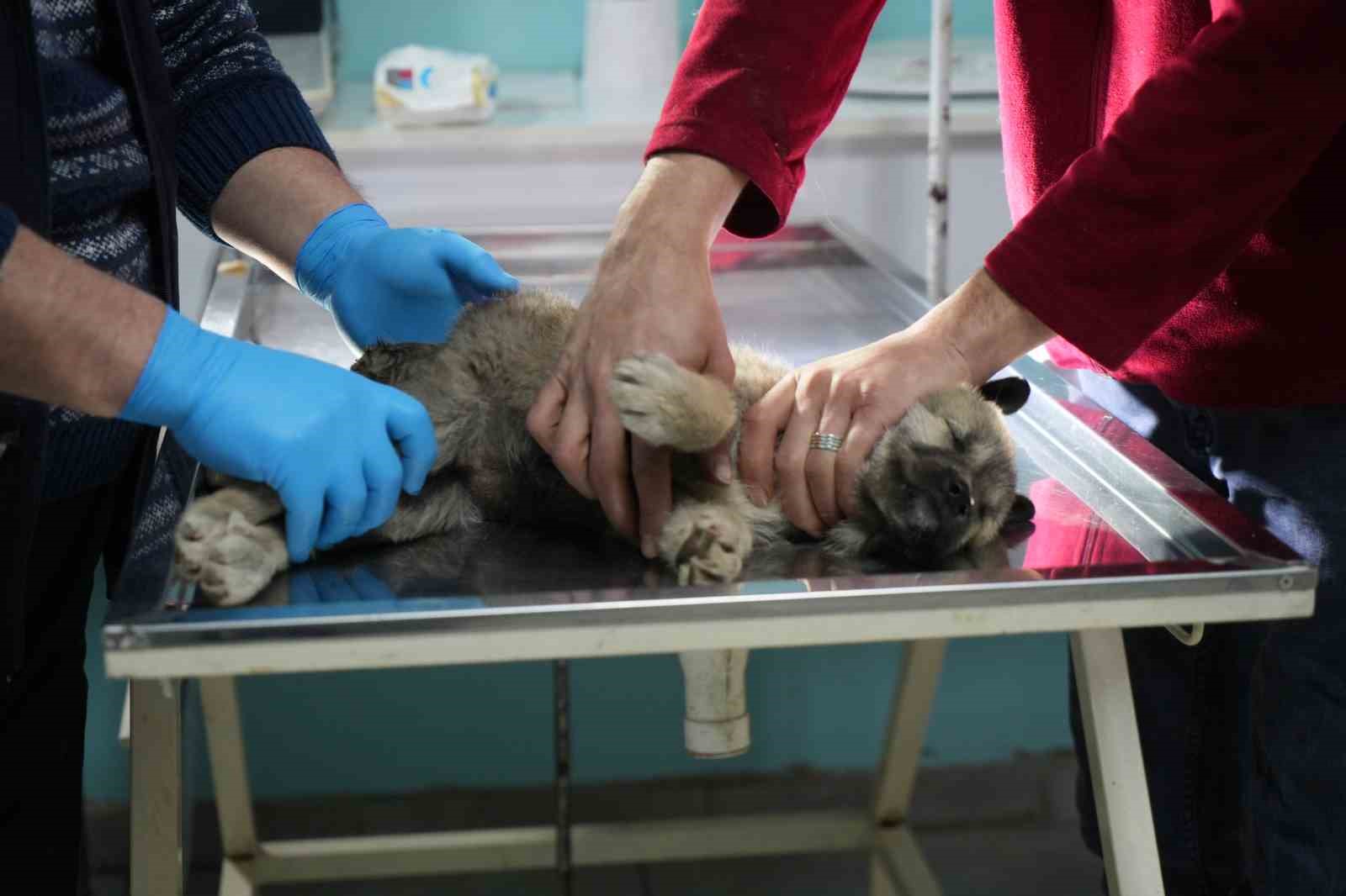 Bayburtlu şoförden insanlık dersi: Başka sürücünün çarpıp kaçtığı yaralı köpeğe umut oldu
